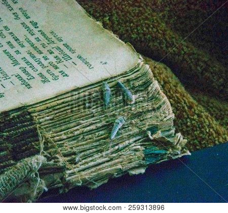 Silverfish Three Pieces On The Torn Cover Of An Old Book. Insect Feeding On Paper - Silverfish. Pest