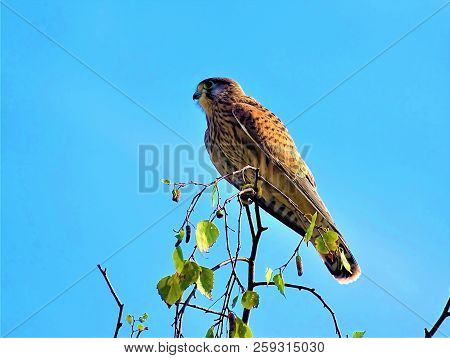 Common Kestrel Sitting On Branch Looking To The Left