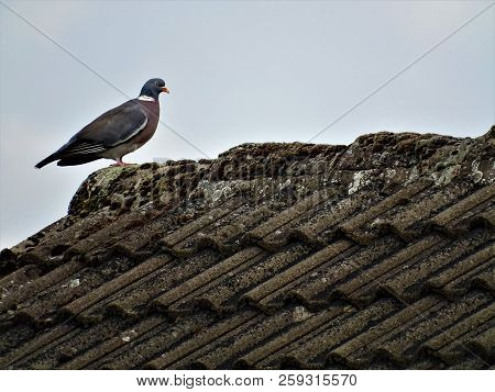 Common Wood Pigeon On A Roof Top