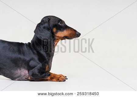Dog  Breed Of Dachshund, Black And Tan, Half Body Isolated On Gray Background. Copy Space