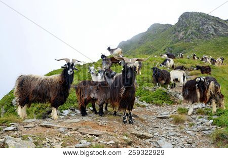 A herd of goats grazing under the mount of Soum de Matte in the Pyrenees mountain. France.