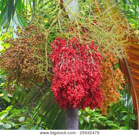 สีเขียว และสุกถั่วหมากหรือปาล์มสลา