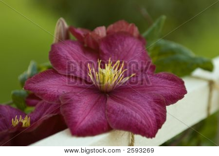 Flor