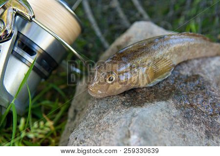 Close Up View Of Freshwater Bullhead Fish Or Round Goby Fish Just Taken From The Water On Gray Stone