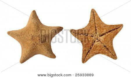 ปลาห่านเท้าดาว (Asterina pectinifera) แยกต่างหากบนพื้นสีขาว