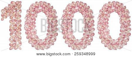 Arabic Numeral 1000, One Thousand, From Flowers Of Hydrangea, Isolated On White Background
