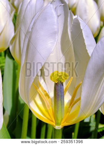 Pistil And Stamens Of White Tulip Clousup