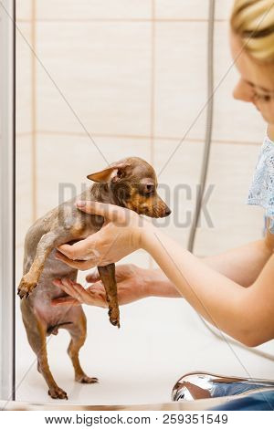 Woman Taking Care Of Her Little Dog. Female Washing, Cleaning Pinscher Ratter Prazsky Krysarik Under