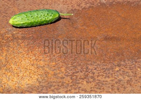 Green Fresh Cucumber From New Harvest On Rusty Melallic Surface Background Empty Space
