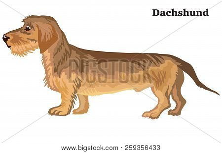 Portrait Of Standing In Profile Dachshund (wire-haired) Dog, Vector Colorful Illustration Isolated O