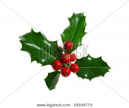 Sprig of European holly (Ilex aquifolium) isolated on white