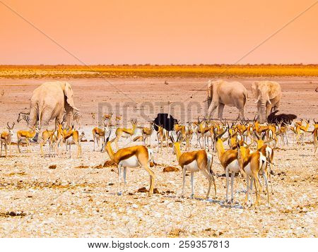 Herd Of Impalas And Elephants At Waterhole, Etosha National Park, Namibia, Africa