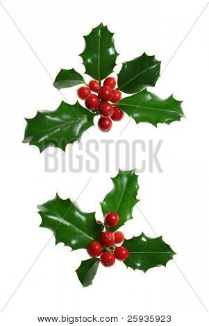 Two sprigs of European holly (Ilex aquifolium) isolated on white