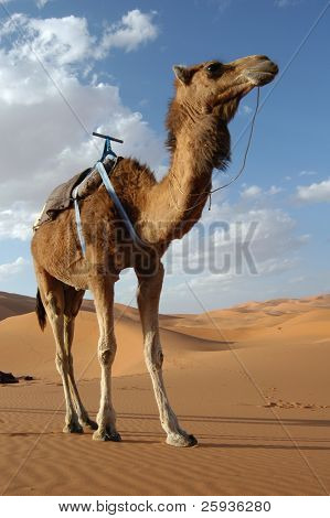 Arabiske kamel eller dromedar (Camelus dromedarius) i Sahara-ørkenen, Marokko.