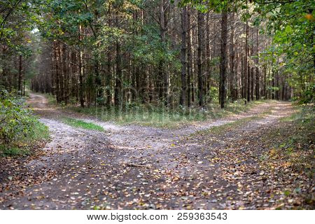 A Road Leading Through The Forest. Forest Path In A Deciduous Stand.