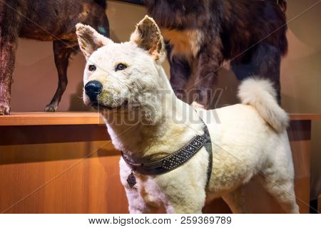 Tokyo, Japan - April 29 2018: Hachiko, A Faithful Akita Inu Dog That Remarkable Loyalty To His Owner