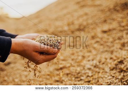 The Hands Of A Farmer Close-up Holding A Handful Of Wheat Grains. Copy Space. Rural Meadow. Rich Har
