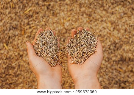 The Hands Of A Farmer Close-up Holding A Handful Of Wheat Grains. Copy Space. Rural Meadow. Rich Har