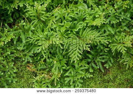 Fern Green Selaginella Involvens Plant In Nature Garden