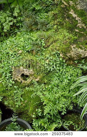 Fresh Green Fern Selaginella Involvens On The Ground