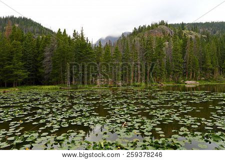 Water Lillies In Nymph Lake, Rocky Mountain National Park, Colorado, Usa