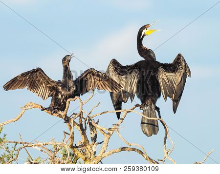 A Darter And A Little Black Cormorant Warming Themselves On A Paperbark Tree At Herdsman Lake In Per