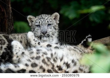 Snow Leopard Cub (panthera Uncia). Young Snow Leopard.