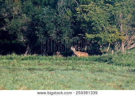 Red Deer In Runting Season Beautiful Picture