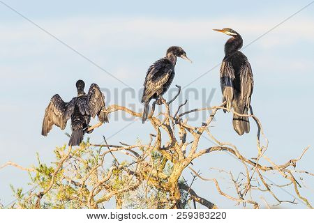 A Darter And Two Little Black Cormorants On A Paperbark Tree At Herdsman Lake In Perth, Western Aust
