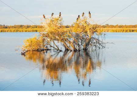 A Darter, Cormorants And Ducks On A Submerged Paperbark Tree At Herdsman Lake In Perth, Western Aust