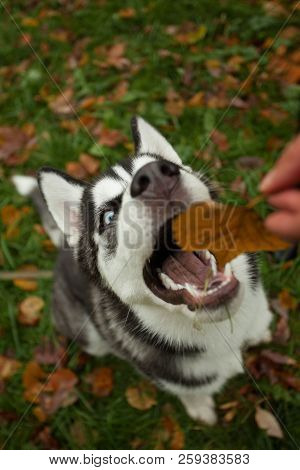 Funny Big Dog Pet In Park Outdoors