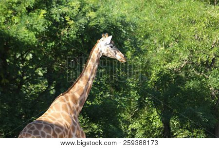 Big Giraffe With Long Neck On Natural Park