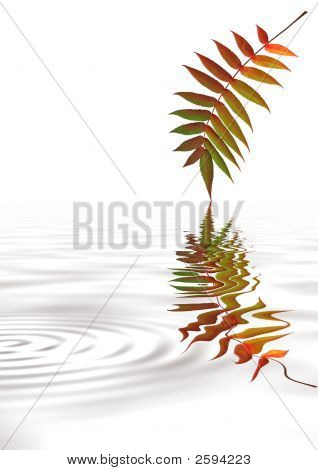 Ripples ใบไม้