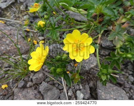 Sunroses Flower With Yellow Blossom In The Mountains