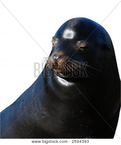 Selo isolado Face