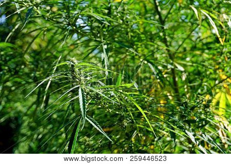 Closeup Of Wild Cannabis, Growing In The Hills Of Nagaland, Northeast India