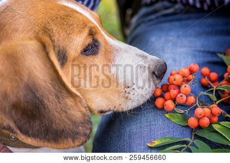 Small Dog Of Breed Estonian Hound Near Its Owner. Portrait Of A Dog Close-up