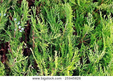 White cedar textury s malými kužely