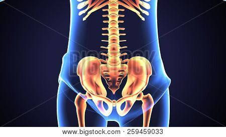 3d Illustration Of Human Baby Skeleton Hip Joint Anatomy