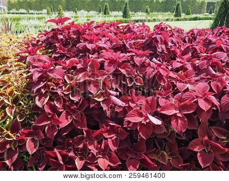 Coleus (painted Nettle) Plant
