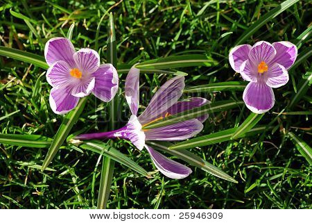Three crocus (vernus) spring flowers in the green grass