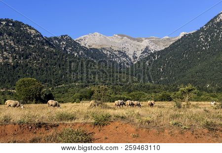 A Herd Of Sheep Grazing On A Mountain Meadow On A Sunny Summer Evening (greece, Peloponessus).
