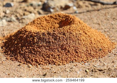Texture Of A Small Formicary Empty Under The Sun.