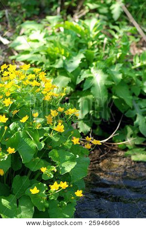 schönen Frühling Buttercups und eine frische blau creek