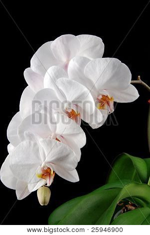 Orquídea blanca luna florece (Phalaenopsis amabilis) con hojas de color verde sobre negro