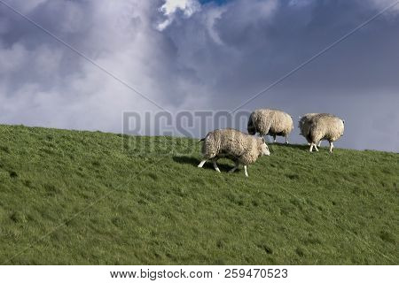 Sheep Grazing On The Dan Next To The Canal On The Island Of Texel, Netherlands