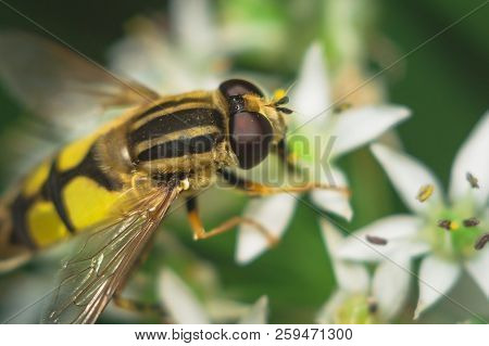 Fly Diptera Syrphidae Closeup Macro Photo Garden Assistant