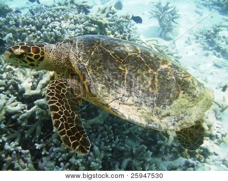 Tartaruga di mare sta nuotando sopra una barriera corallina con pesci vari