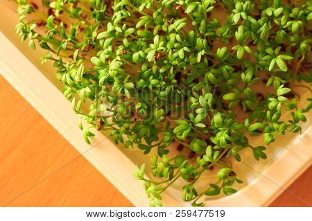 Easter Green Plants And Herbs Concept. Homemade Cuckooflower In Pots With Cotton