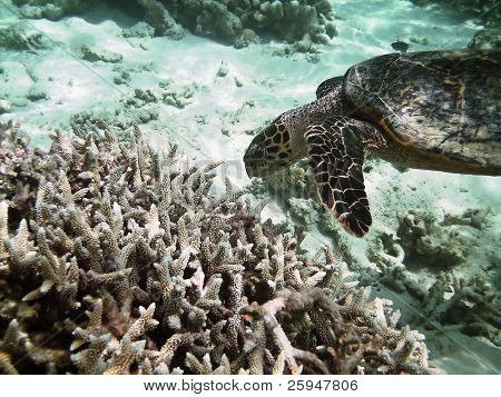Tartaruga di mare sta nuotando sopra una barriera corallina con pesci vari